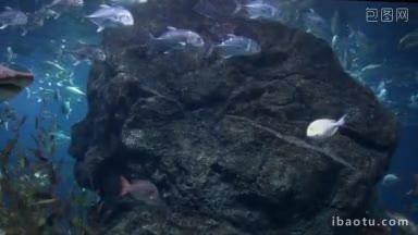 水下鲨鱼